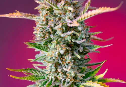 GORILLA SHERBET F1 FAST VERSION - 5 Samen