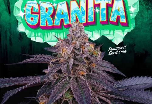 SEA OF GREEN - GRANITA