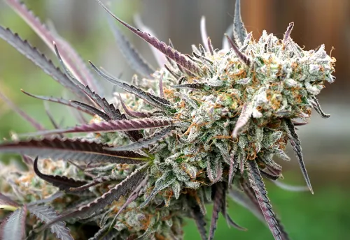 ICE CREAM CAKE FAST FLOWER - 3 Samen