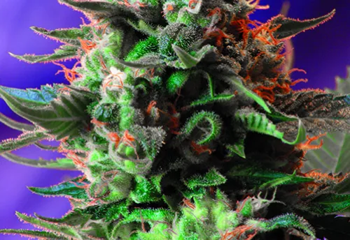 JACK 47 F1 F-VERSION - 3 Samen