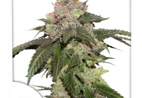 KEROSENE KRASH - 3 Samen