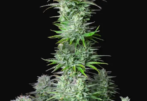 KOSHER CAKE AUTO - 3 Samen