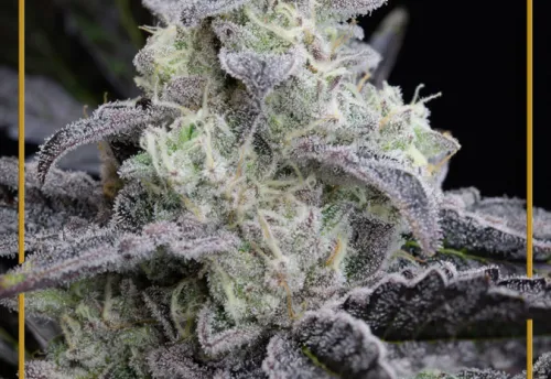 L.A. VANILLA CAKE - 3 Samen