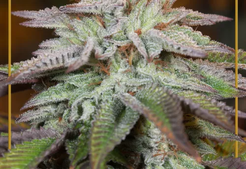 L.A. VANILLA CAKE AUTO - 3 Samen