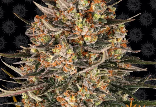 SEA OF GREEN - LEMON DRIZZLE