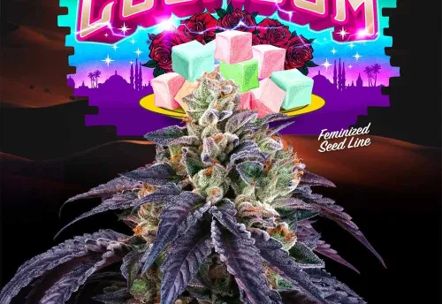 SEA OF GREEN - LOUKOUM