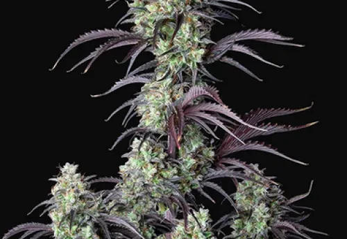 MIMOSA CAKE AUTO - 3 Samen