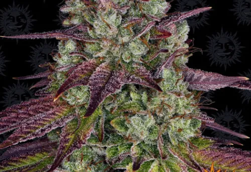 MIMOSA EVO - 3 Samen