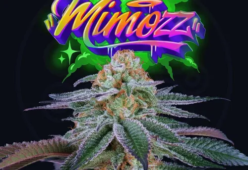 SEA OF GREEN - MIMOZZ