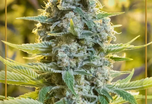 MOBY BERRY - 3 Samen