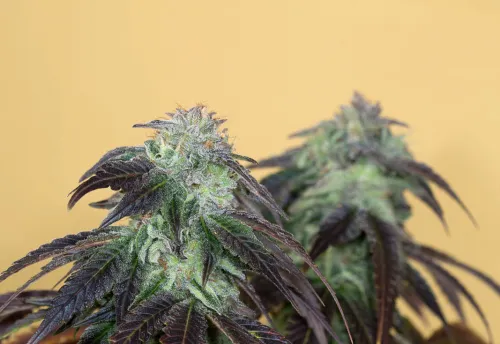 SEA OF GREEN - HUMBOLD SEEDS ORGANISATION