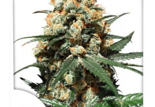 ORANGE HILL SPECIAL - 3 Samen