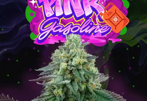 SEA OF GREEN - PINK GASOLINE