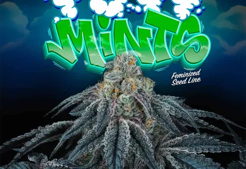 SEA OF GREEN - PUFF MINTS