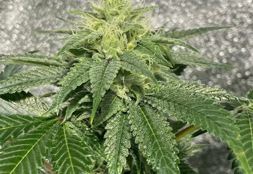 SEA OF GREEN - DARK HORSE GENETICS