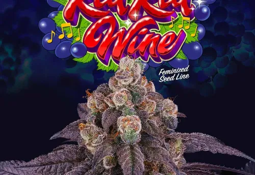 SEA OF GREEN - RED RED WINE