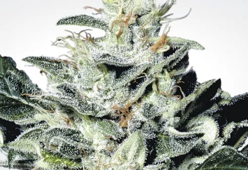 SENSI STAR - 3 Samen