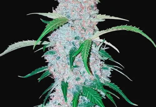 SIX SHOOTER - 3 Samen