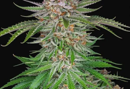 STRAWBERRY PIE AUTO - 3 Samen