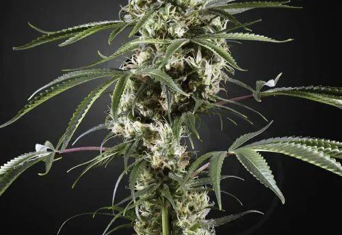 SUPER LEMON HAZE - 3 Samen