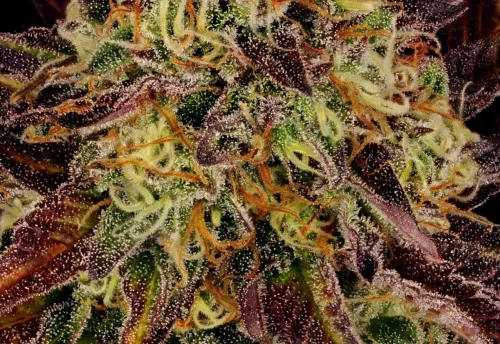 TANGERINE SORBET - 3 Samen