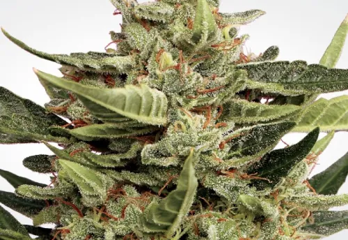 VERTIGO AUTO - 3 Samen