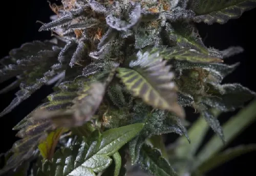 WHITE NOISE - 3 Samen