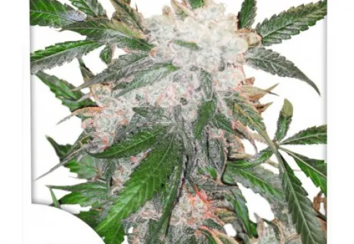 WHITE WIDOW - 3 Samen