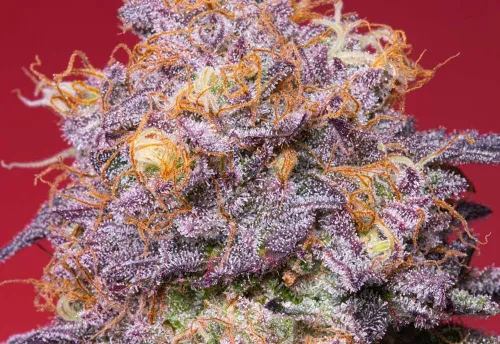 SEA OF GREEN - GROUNDED GENETICS